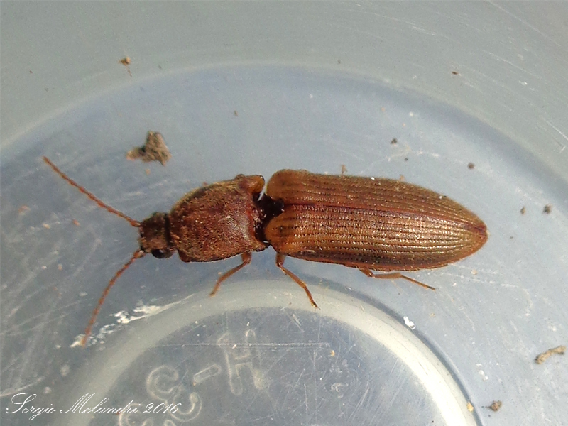 Elateridae: Athous bicolor var. melanophtalmus